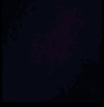 mrk2pxy.gif