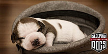 sleeping-dogs-definitive-edition-looks-better-time-round-news-g3ar-600x300.jpg