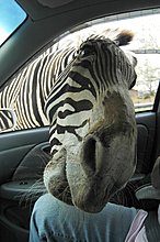 55414_funny-picture-photo-zebra-big-nose-ucumari-pic.jpg