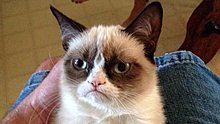 121127_grumpy_cat_hmed_1003a_photoblog600_76435100.jpg