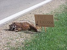 funny-picture-photo-sign-raccoon-cst-pic.jpg
