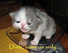 funny-lolcat-srsly.jpg