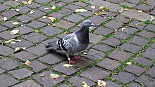 teh-pidgeon.jpg