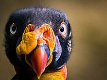 national_geographic_july_2012_15.jpg