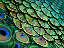 national_geographic_july_2012_16.jpg