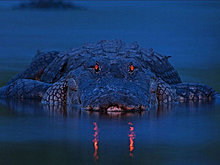 nat_geo_best_2012_d.jpg