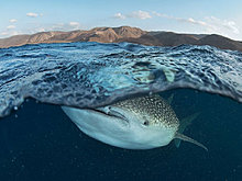 nat_geo_best_2012_v.jpg