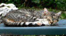 sleeping_cat.gif
