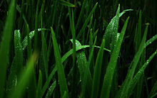 after_rain_hd_widescreen_wallpapers_1440x900.jpg