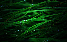 leopard_grass_1280x800.jpg