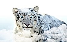 mac_os_x_snow_leopard_hd_blue_eye_wallpaper.jpg