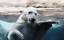 hello_polar_bear-1280x800.jpg