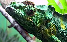 chillen-green-1280x800.jpg