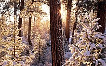 holidayx125.jpg