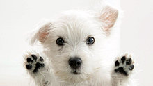 10782cachorrinho.jpg