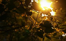 golden-shine-1920-x-1200-.jpg
