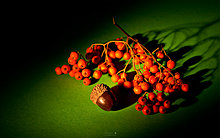 __autumn_feelings_ii_____wide_by_v_ace.jpg