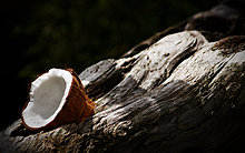 coco_nut___wallpaper_by_artisticmind.jpg