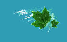 leaves_by_meyra.jpg