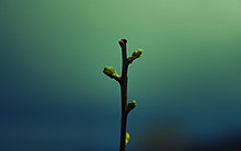 vernal_by_c31marius.jpg