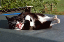 cat_laughing_out_loud.gif