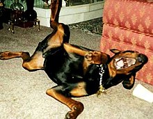 346_dog_laughing.jpg