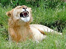 lion-laughing.jpg