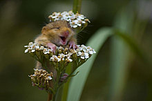 hamster-loves-flowers.jpg