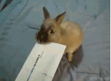 anigif.gif