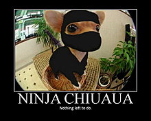 ninja.jpg