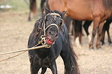 cal_letea_vier_pfoten_2.jpg