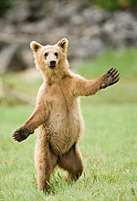 bear-dancing.jpg