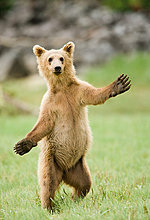 bear-dancing.jpg