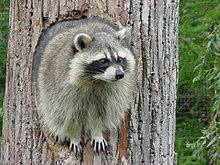 raccoon-000.jpg
