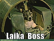 memes-laika.jpg