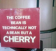 coffee-bean-technically-not-bean-but-cheery.jpg