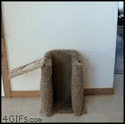 dog-eats-standing-up.gif
