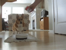 cate.gif