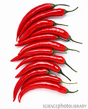 h1104481-red_chilli_peppers-spl.jpg
