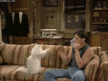 cat.gif
