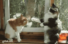 cat.gif