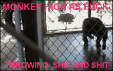 monkey_throwing_poop-12693.gif