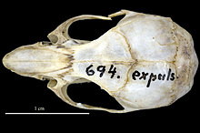053_m_694_dorsal_skull.jpg