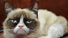 grumpy_cat.jpg