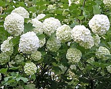 cae-lin-viburnum-opulus-2.jpg