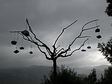 strange-20tree-20at-20monastry.jpg