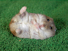 hamster.jpg