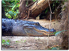 american-alligator.jpg