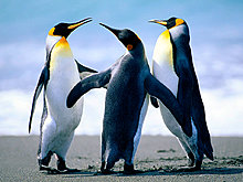 penguins.jpg