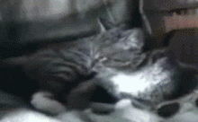 1262955075_cat_puts_on_glasses.gif